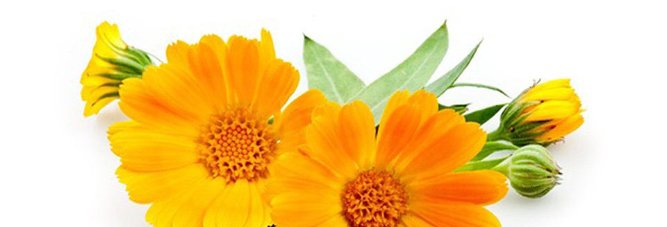 calendula1